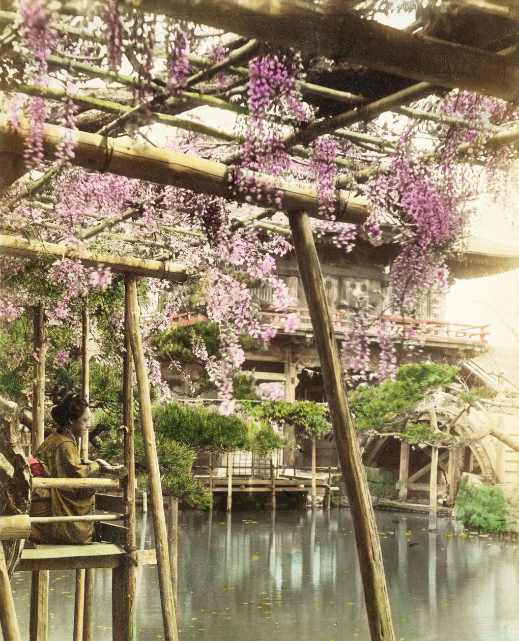 Wisteria blossom, Kameido Temple Gardens, Tokio, 1890-luvun alku (käsin värjätty kuva) (katso myös 172942) tekijältä Japanese Photographer