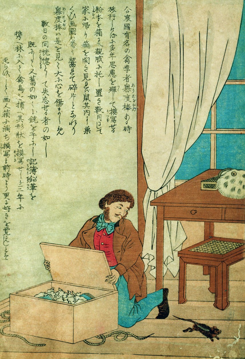 JJ Audubon (1785-1851) Japanin matkalla löytää rotan, n. 1840 tekijältä Japanese School