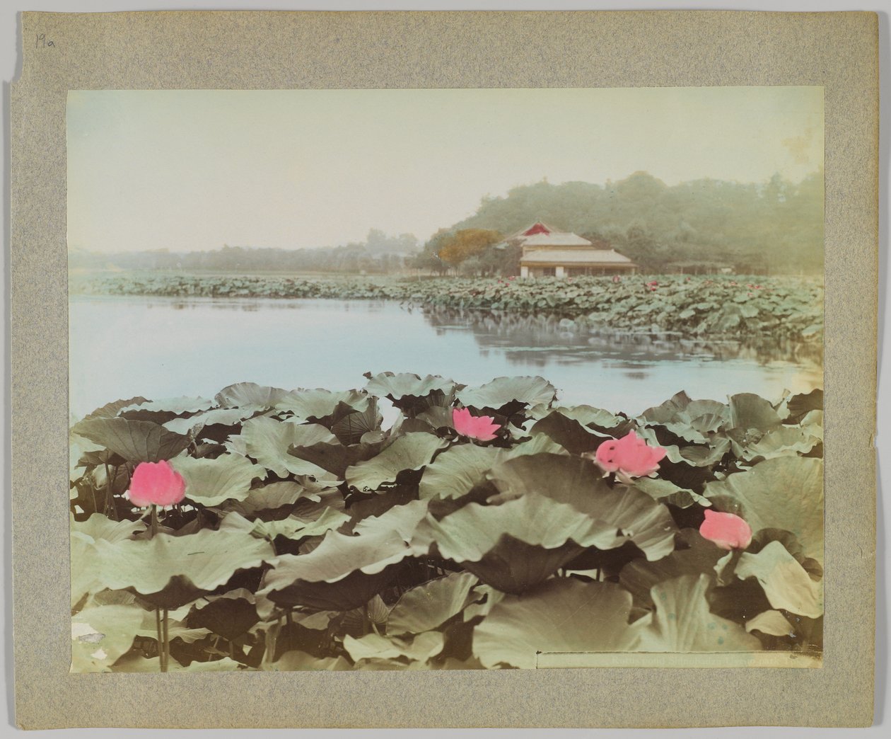 Lootukset Shinobadzu Pondissa, Uyeno Park, Tokio, Japani (käsinvärinen mustavalkokuva) tekijältä Japanese Photographer