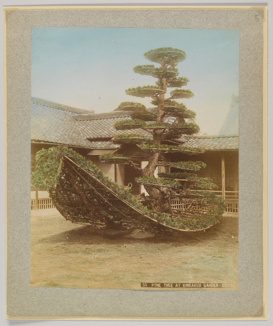 Pine Tree at Kinkakuji Garden, Kioto, Japan (käsinvärinen mustavalkokuva) tekijältä Japanese Photographer