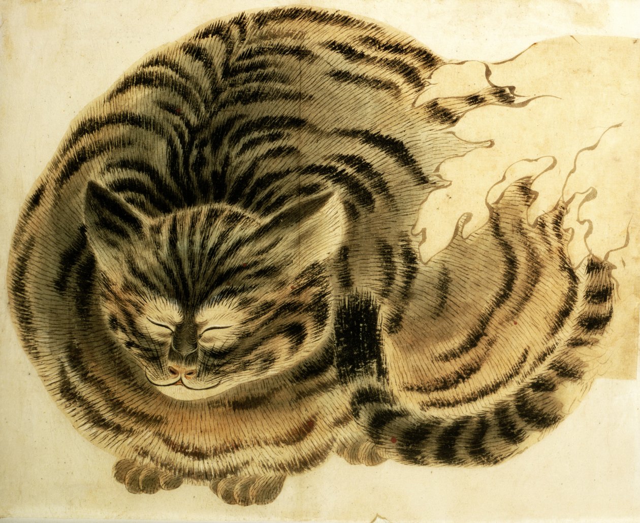 Nukkuva kissa, julkaisu n. 1850 (vesiväri paperille). tekijältä Japanese Photographer