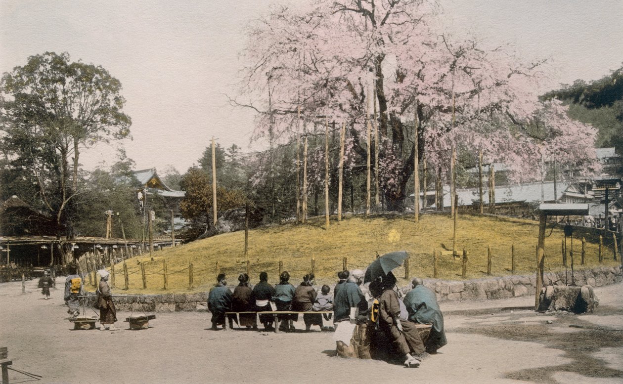 Kuuluisa kirsikkapuu Maruyamassa, Kiotossa 1890-luvulla. tekijältä Japanese Photographer