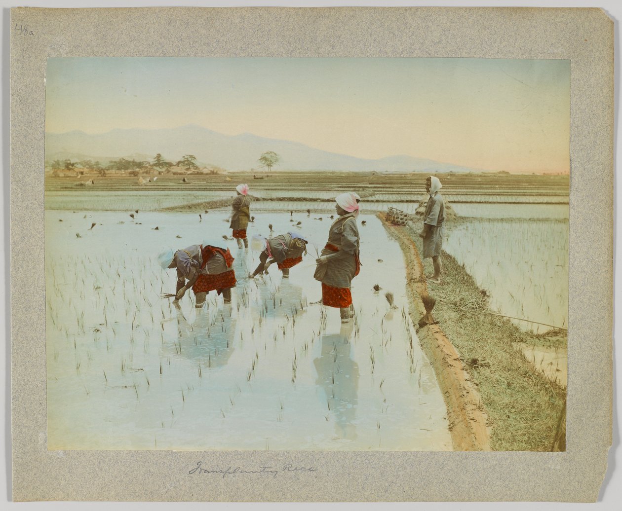 Riisin istutus, Japani (käsinvärinen mustavalkokuva) tekijältä Japanese Photographer