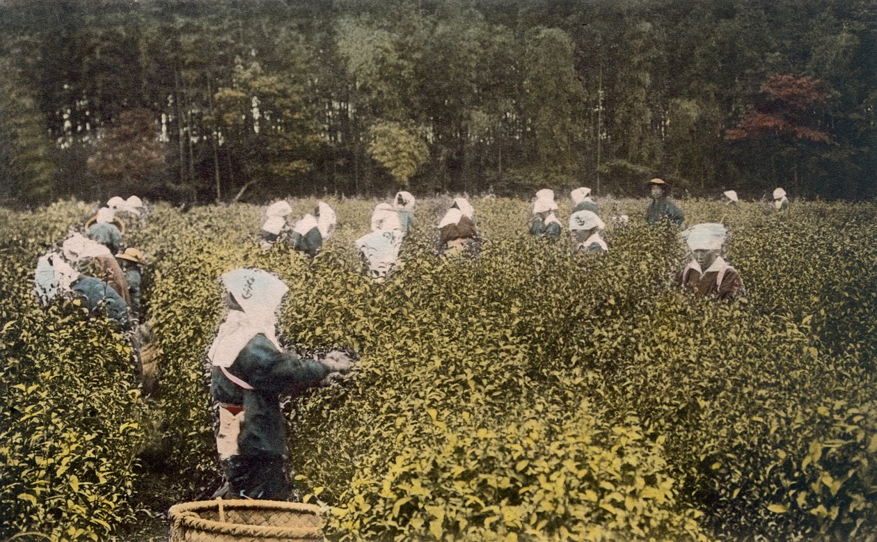 Naiset poimimassa teetä miespuolisen valvojan kanssa, 1890-luku. tekijältä Japanese Photographer
