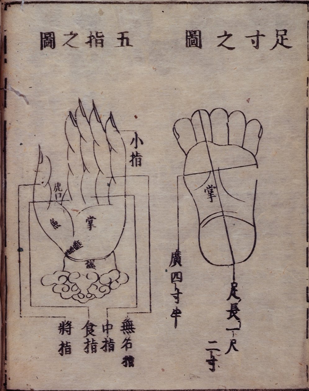 16029.b.5 fol.15v Kaavio käsien ja jalkojen akupunktiopisteistä japanilaisesta kommentista kiinalaiselle akupunktiotyölle, Shisijing fahui vuodelta 1341, Hua Shou, Kioto tekijältä Japanese School