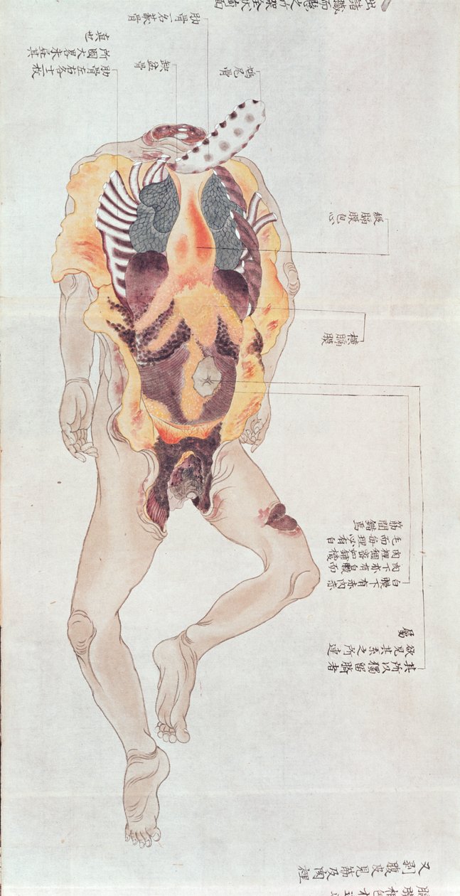 Irrotettu ruumis vuoden 1796 kidutuksen uhrin dissektiosta, Midorin lääkärin makimonosta, 1842 (kynä & muste ja wc paperilla) tekijältä Japanese School