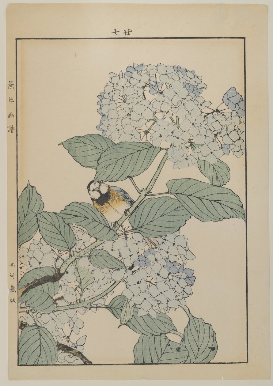 Lintu hortensialla, Meiji-kausi, n. 1868-1912 (värillinen puupainatus) tekijältä Japanese School