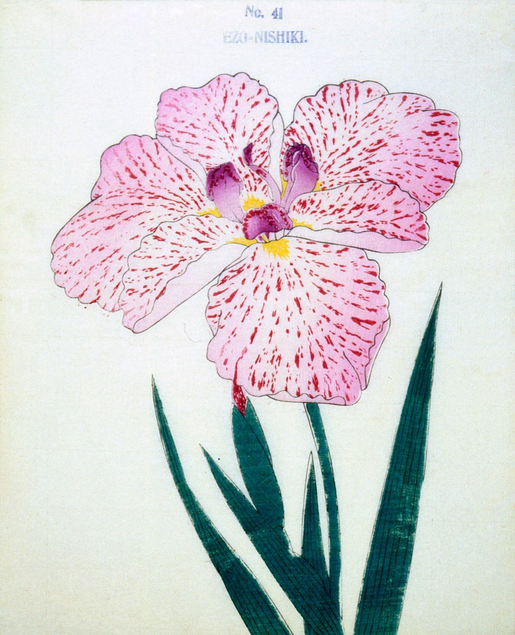 Ezo-Nishiki, of. 41, 1898 tekijältä Japanese School