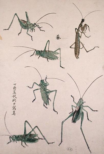 Heinäsirkat (värillinen puupalikkaprintti) tekijältä Japanese School