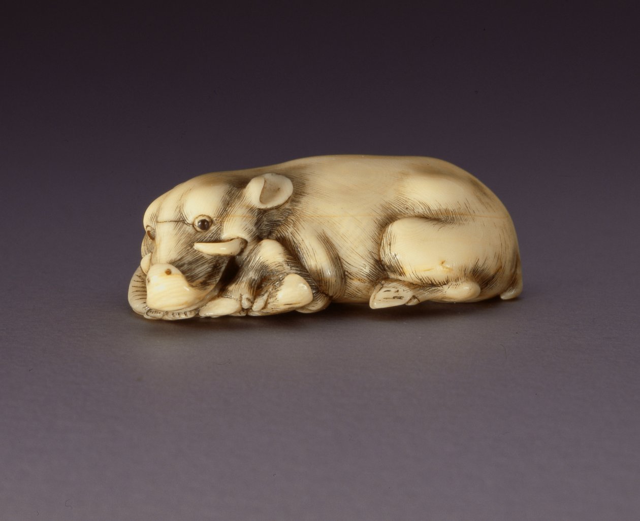 Netsuke kuvaa makuuasennossa olevaa villisiaa, n. 1750-80 (narwahl-torvi) (katso myös 210190) tekijältä Japanese School