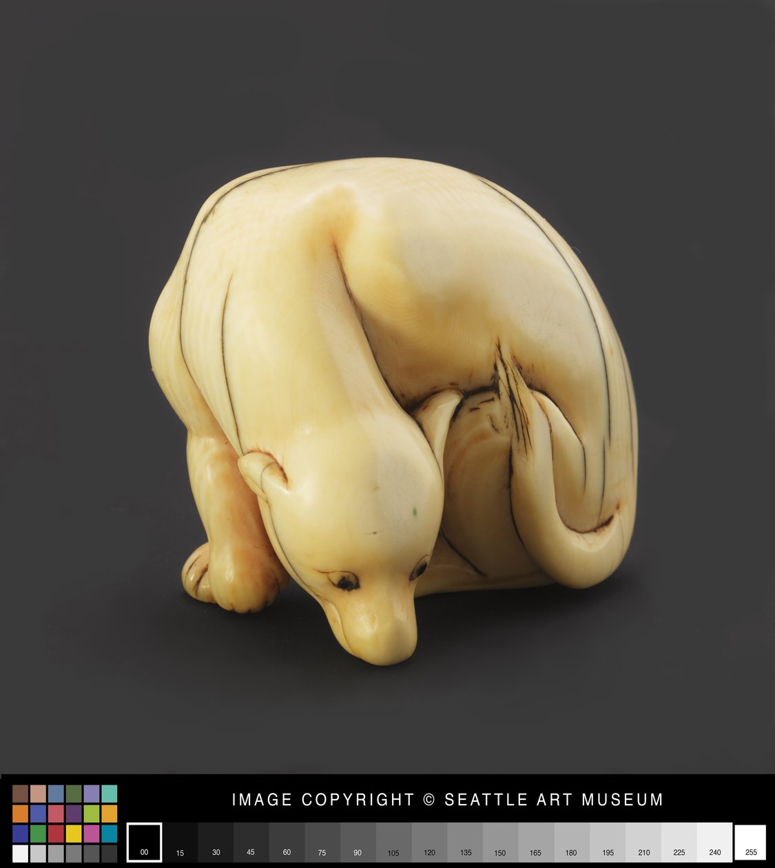 Netsuke mallinnettiin makuuasentoon koiraksi, varhain 1800-luku (norsunluu) tekijältä Japanese School