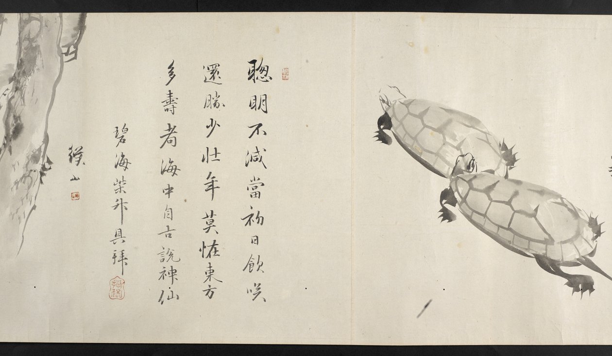 Tai. 14872, f.36, Kaksi kilpikonnaa, Yoshida Seisailta (käsirulla) tekijältä Japanese School