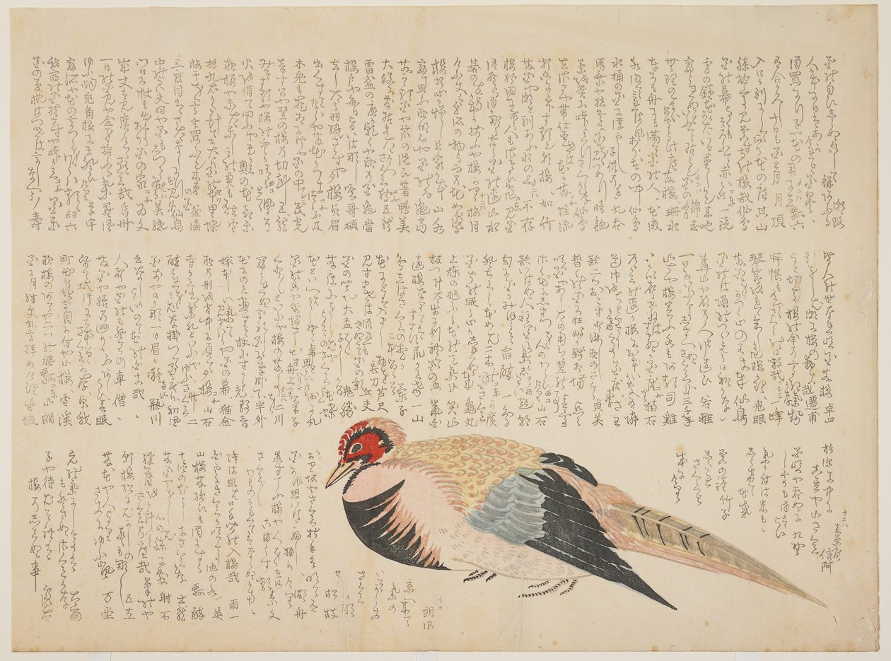 Fasaani, n. 1818-29 (värillinen puupainatus) tekijältä Japanese School