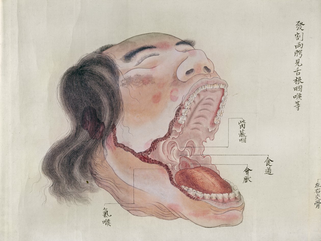 Suun anatomia, vuoden 1796 kidutuksen uhrin dissektiosta, Midorin lääkärin makimonosta, 1842 (kynä & muste ja wc paperilla) tekijältä Japanese School
