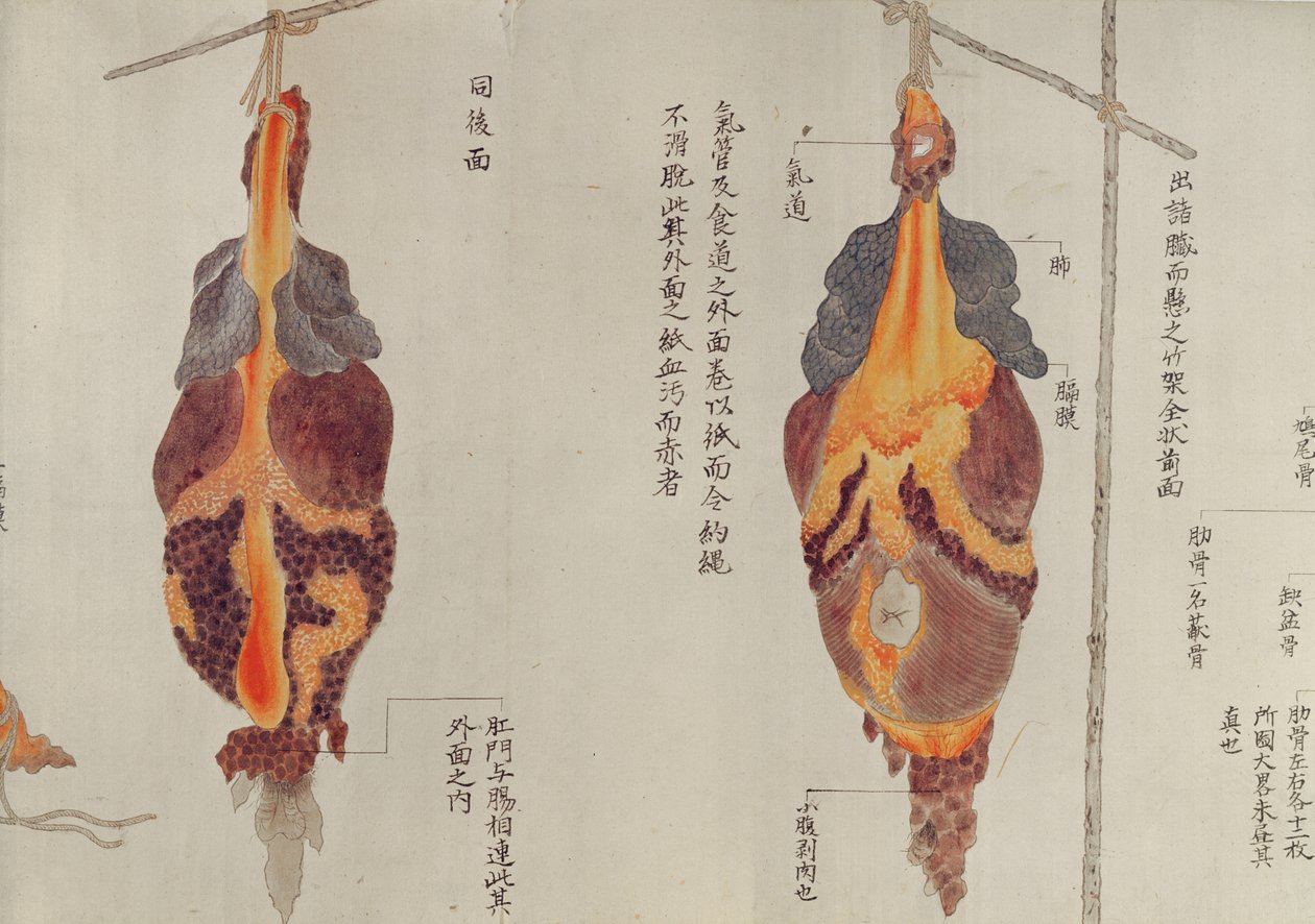 Keuhkot vuoden 1796 kidutuksen uhrin dissektiosta, Midorin lääkärin makimonosta, 1842 (kynä & muste ja wc paperilla) tekijältä Japanese School