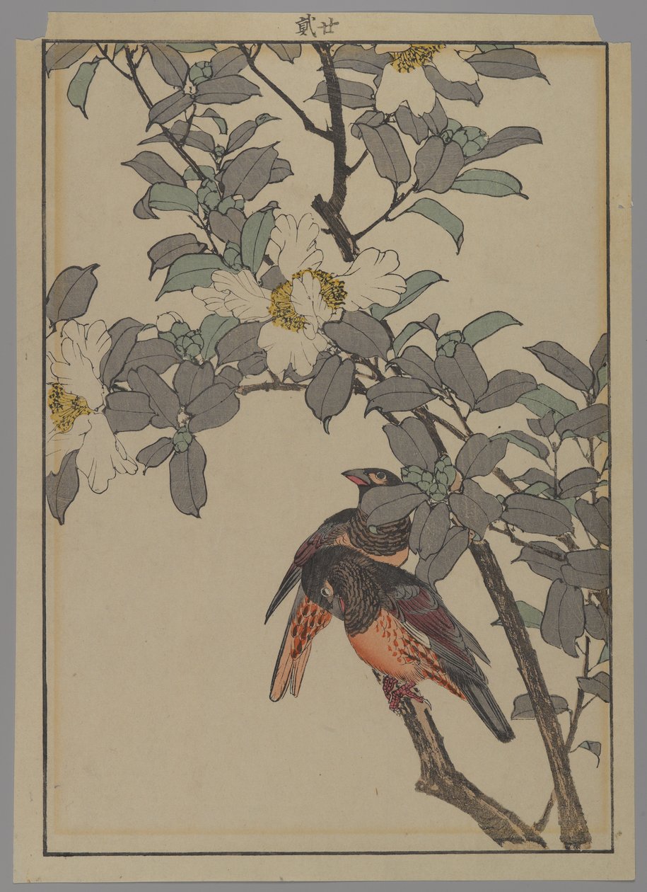 Kaksi lintua valkoisilla kukilla, Meiji-kausi, 1892 (värillinen puupainatus) tekijältä Japanese School