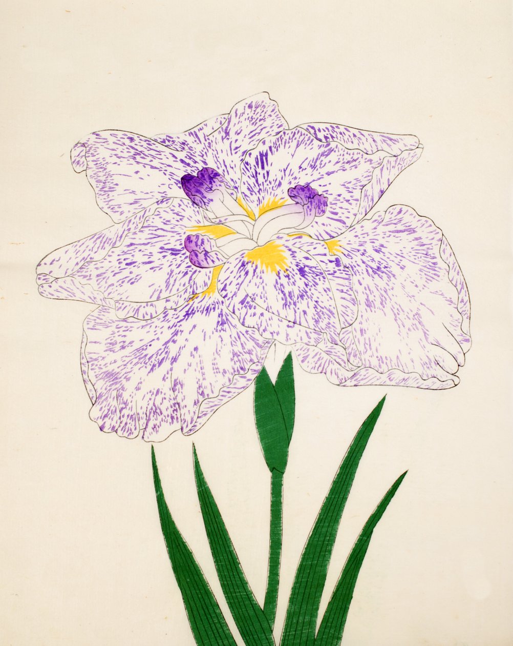 Yamato Nishiki. 31, 1890 tekijältä Japanese School