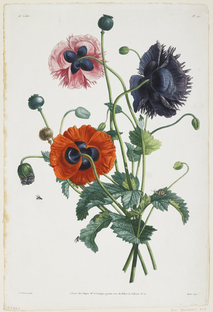 Tutkimus kolmesta unikkotyypistä, 1805 (värikuiverrus) tekijältä Jean Louis Prevost