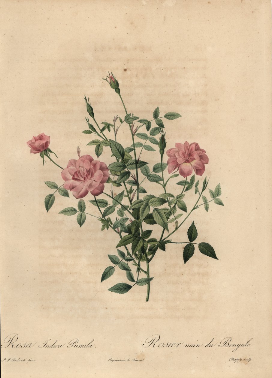 Vaaleanpunainen miniatyyri Kiinan ruusu, Rosa chinensis. tekijältä Jean Baptiste Chapuy