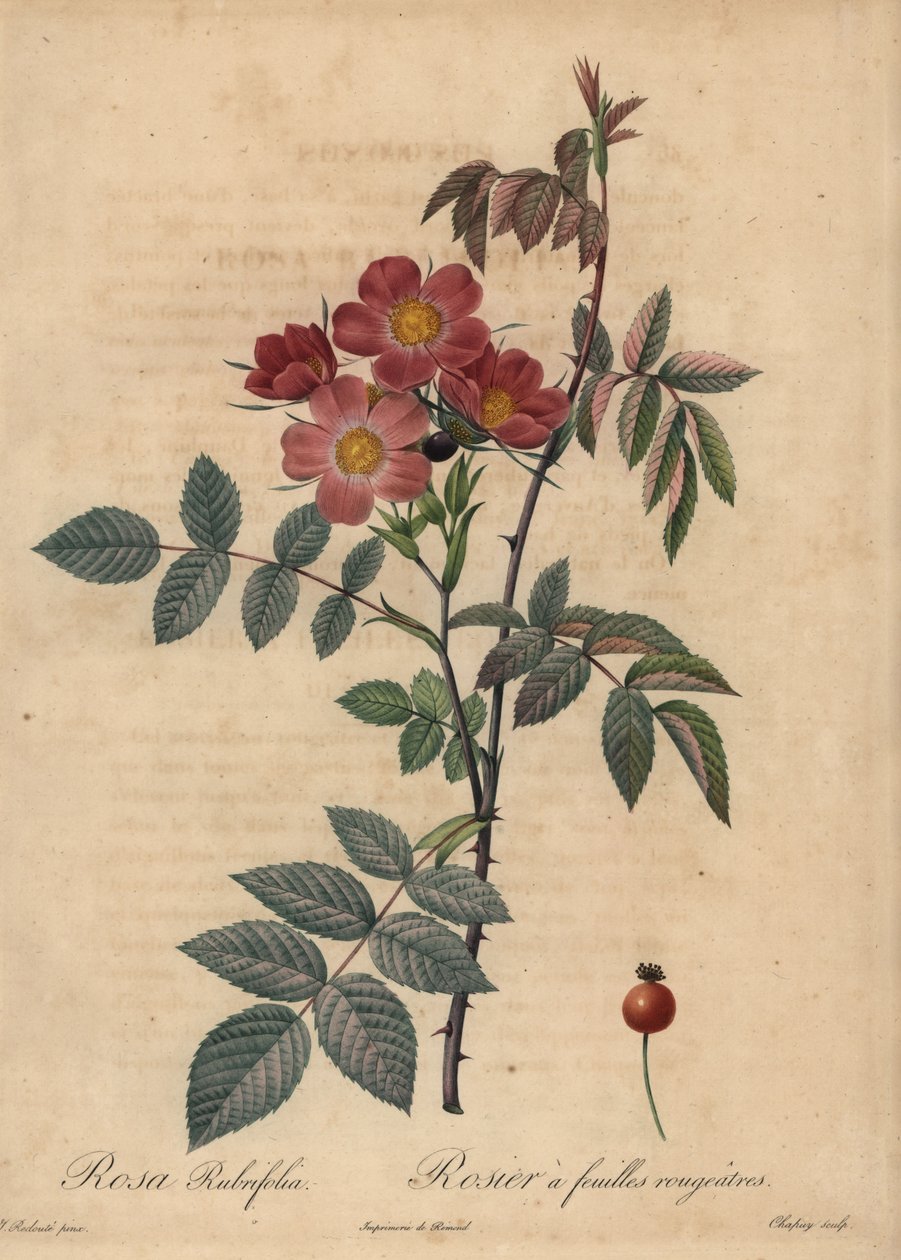 Rosa de fulla vermella, Rosa glauca.finnish tekijältä Jean Baptiste Chapuy
