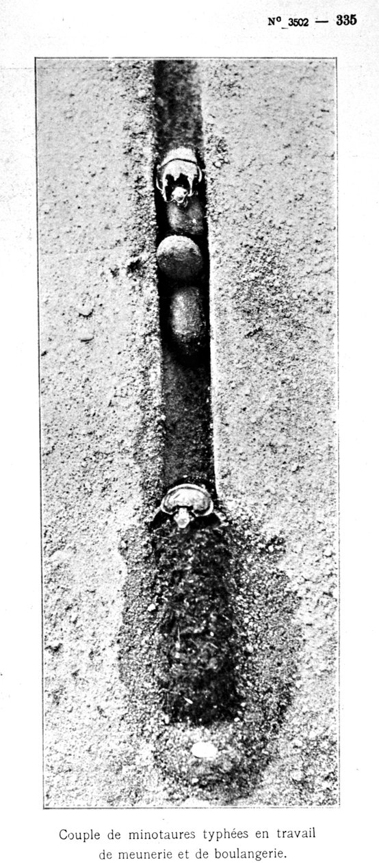 Minotauruksen hyönteisten reikä 1,5 metriä maanpinnan alapuolella, Fabren Souvenirs Entomologiques, julkaistu 1924 (bw-kuva) tekijältä Jean Henri Fabre