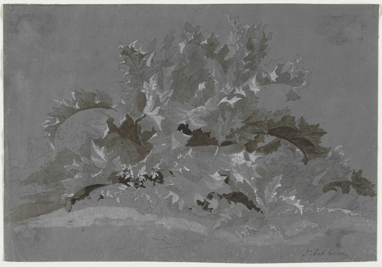Rikkakasvien tutkimus, 1800-1850. tekijältä Jean Antoine Linck