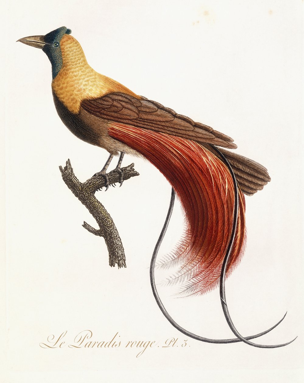 Punainen paratiisi, 1802 tekijältä Jean Baptiste Audebert