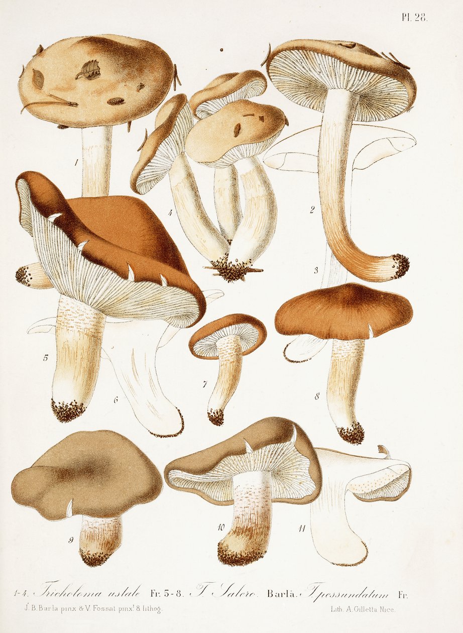 Fungi, n. 1860-66 tekijältä Jean Baptiste Barla