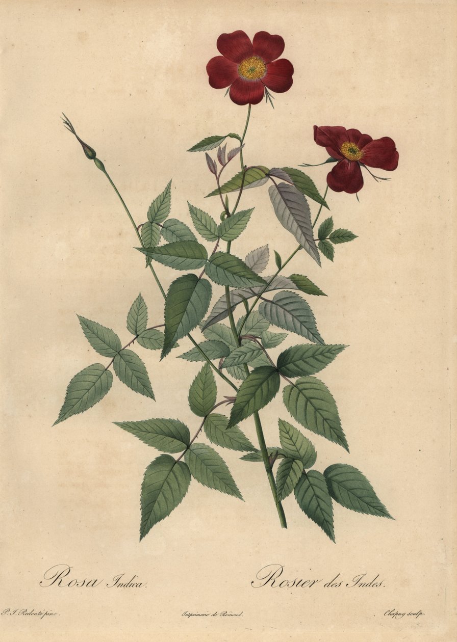 Crimson China ruusu, Rosa chinensis. tekijältä Jean Baptiste Chapuy