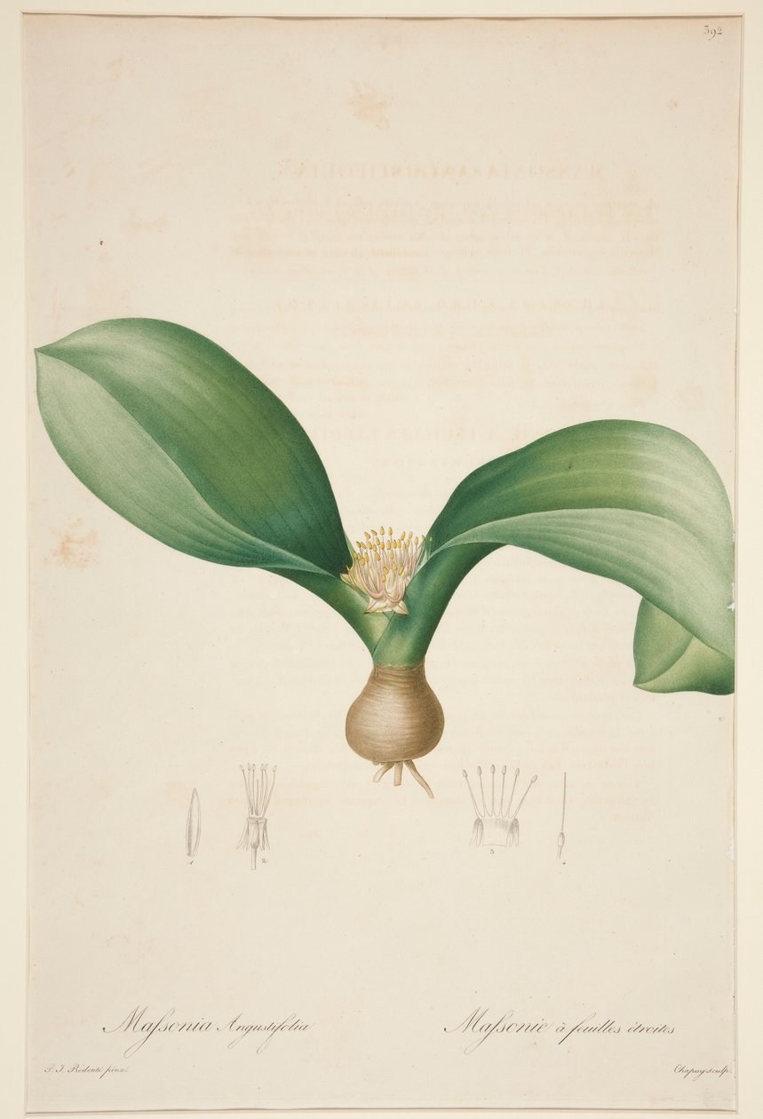 Massonia Angustifolia, Massonie ? feuilles ?troites (Massonia kapeilla lehdillä) tekijältä Jean Baptiste Chapuy