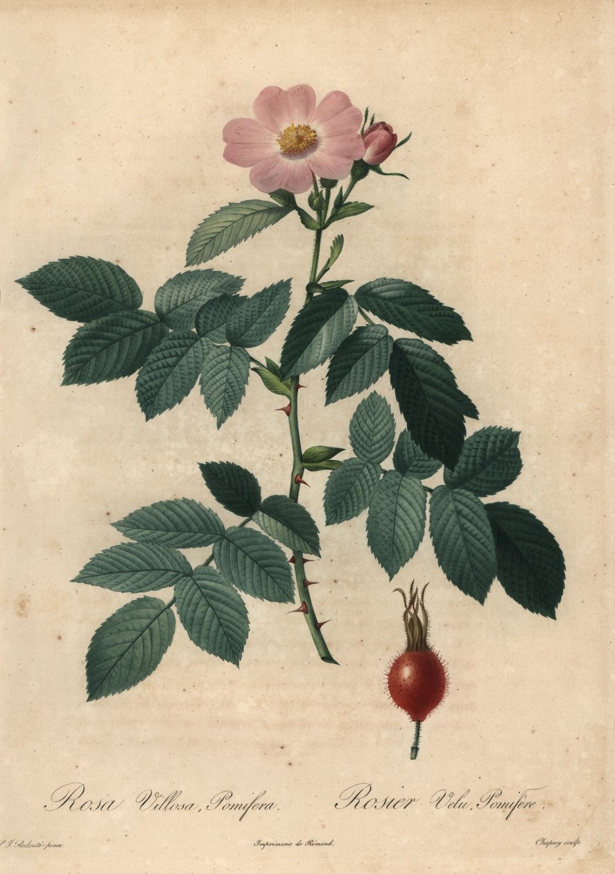 Vaaleanpunainen omenaruusu, Rosa villosa. tekijältä Jean Baptiste Chapuy