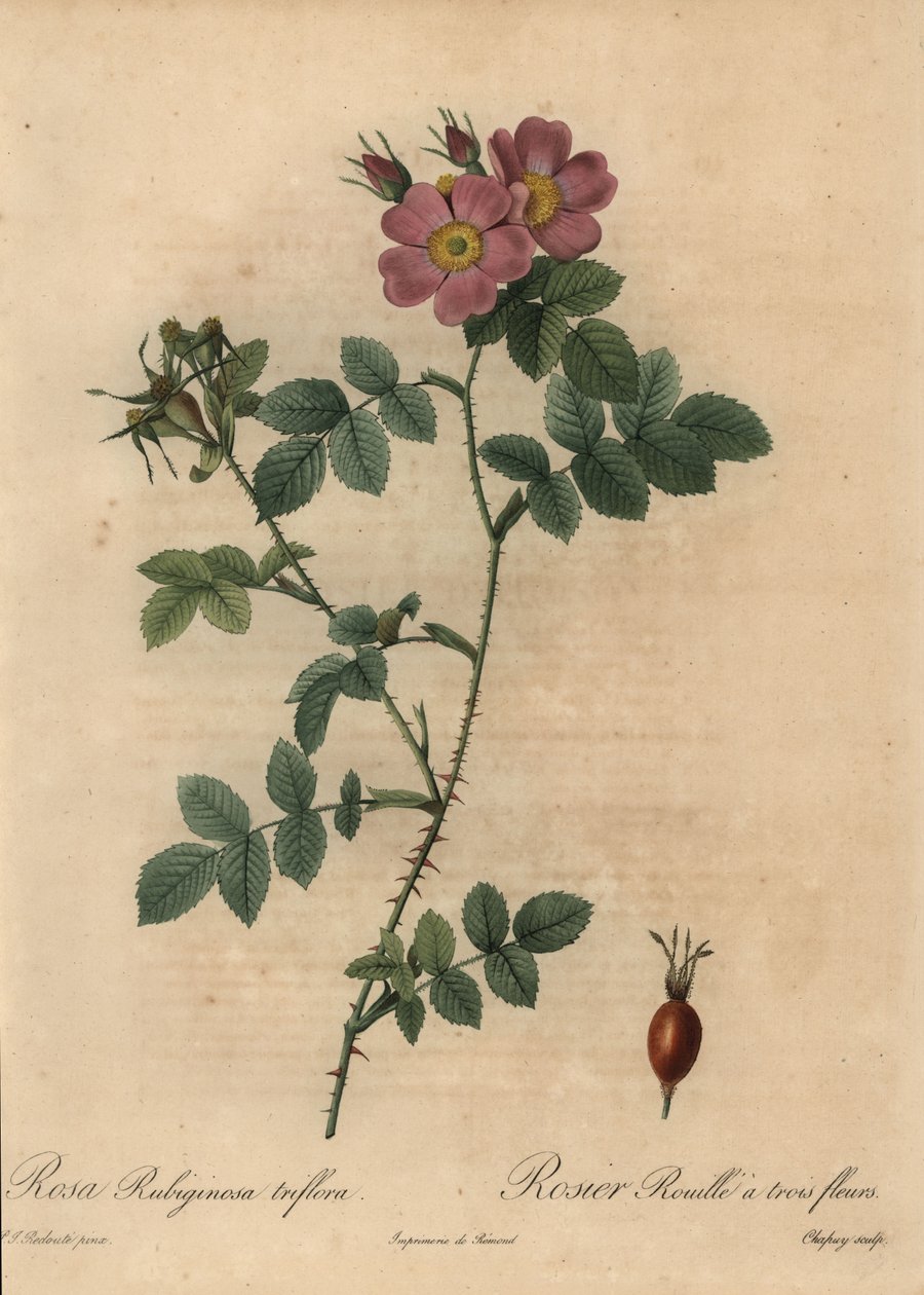 Vaaleanpunainen sweetbriar ruusu, Rosa rustinosa. tekijältä Jean Baptiste Chapuy