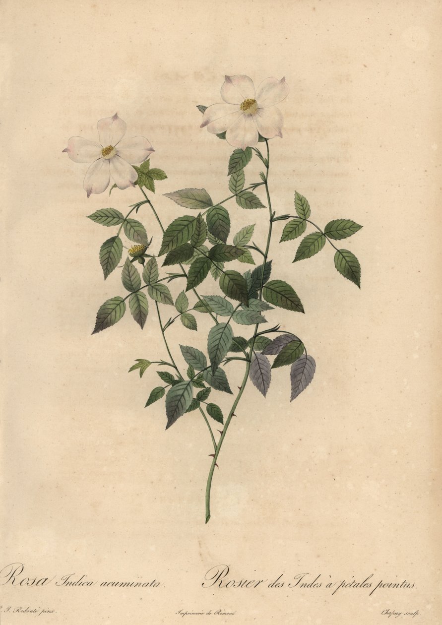 Valkoinen ja vaaleanpunainen kiinanruusu, Rosa chinensis. tekijältä Jean Baptiste Chapuy