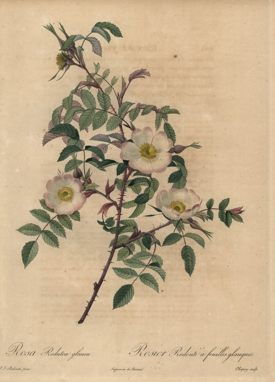 Valkoinen ja vaaleanpunainen ruusu, Rosa redutea glauca. tekijältä Jean Baptiste Chapuy