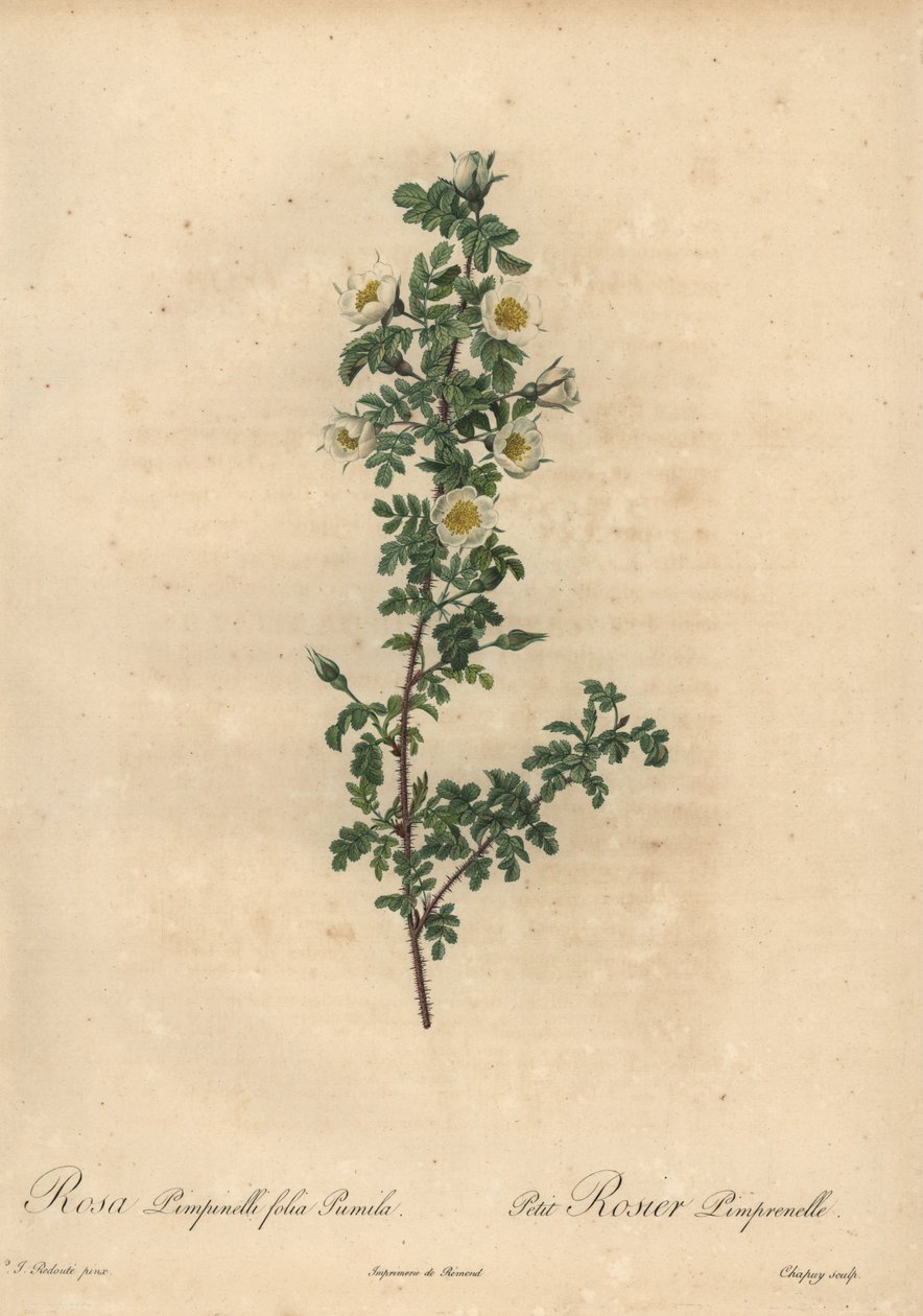 White burnet rose, Rosa pimpinellifolia Pumila. tekijältä Jean Baptiste Chapuy