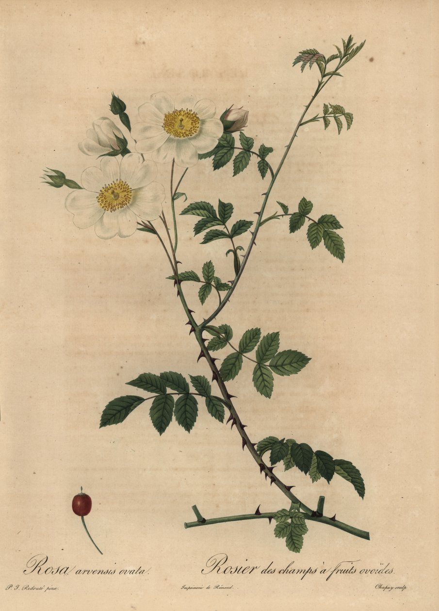 Valkoinen kenttäruusu, Rosa arvensis. tekijältä Jean Baptiste Chapuy
