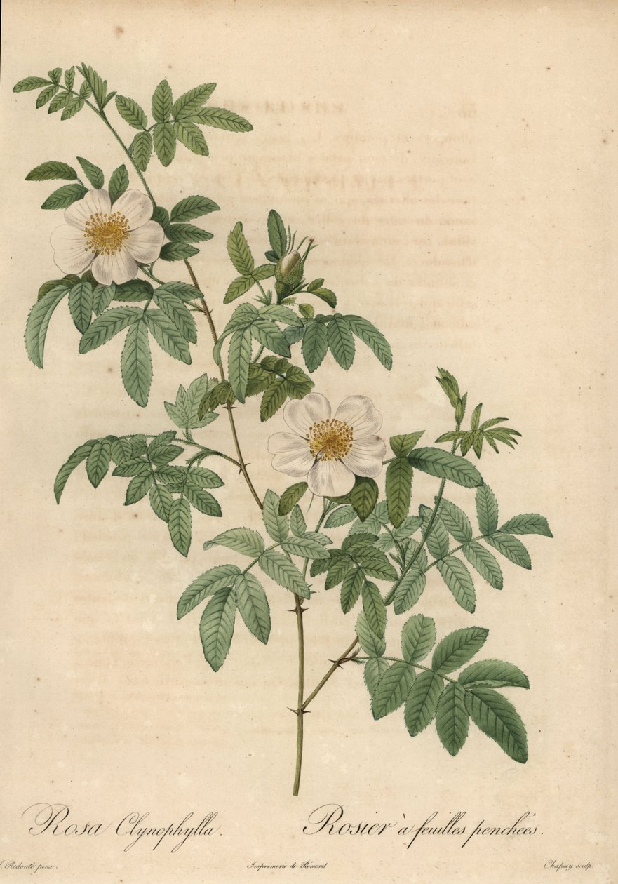 Valkoinen ruusu, Rosa clynophylla. tekijältä Jean Baptiste Chapuy