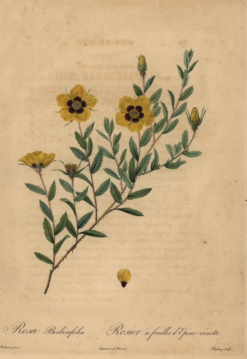 Keltainen ruusu, Rosa berberifolia. tekijältä Jean Baptiste Chapuy