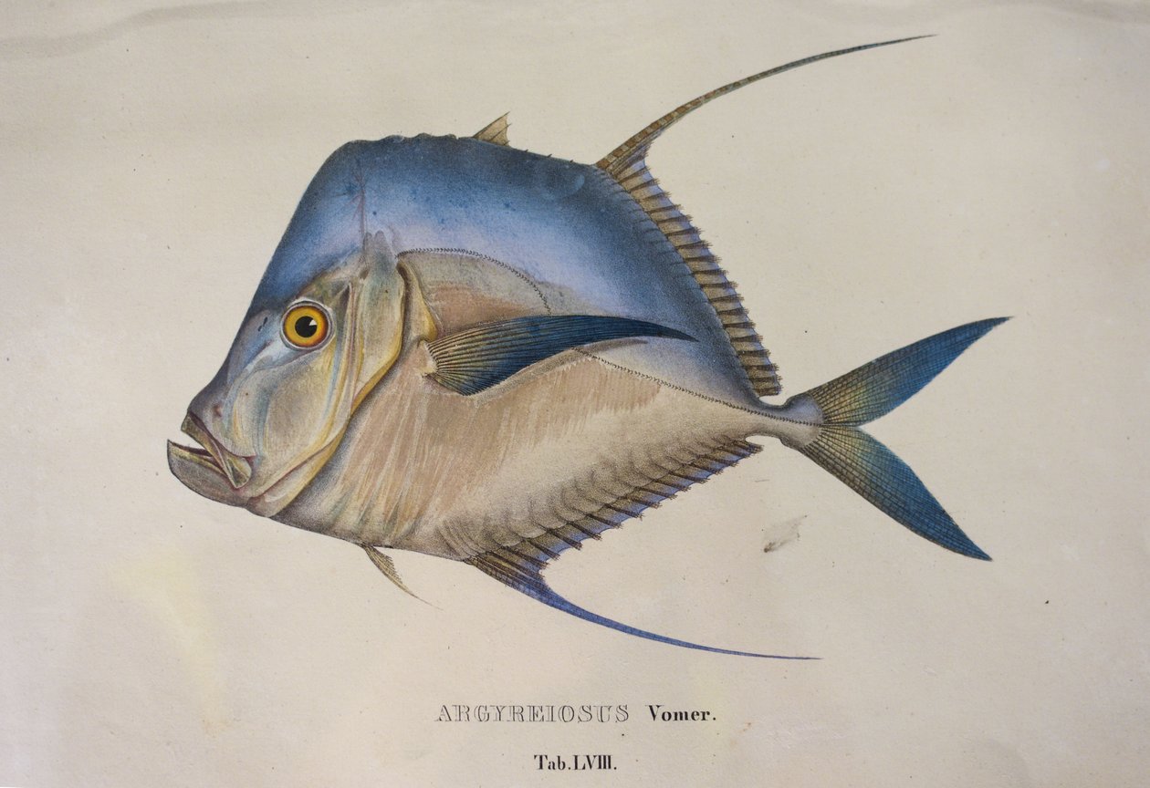 Argyreiosus vomer tekijältä Jean Baptiste Debret