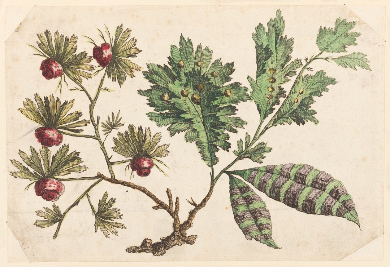 Flower Bough, de "Chinese Flower Collection" finlandès tekijältä Jean Baptiste Pillement