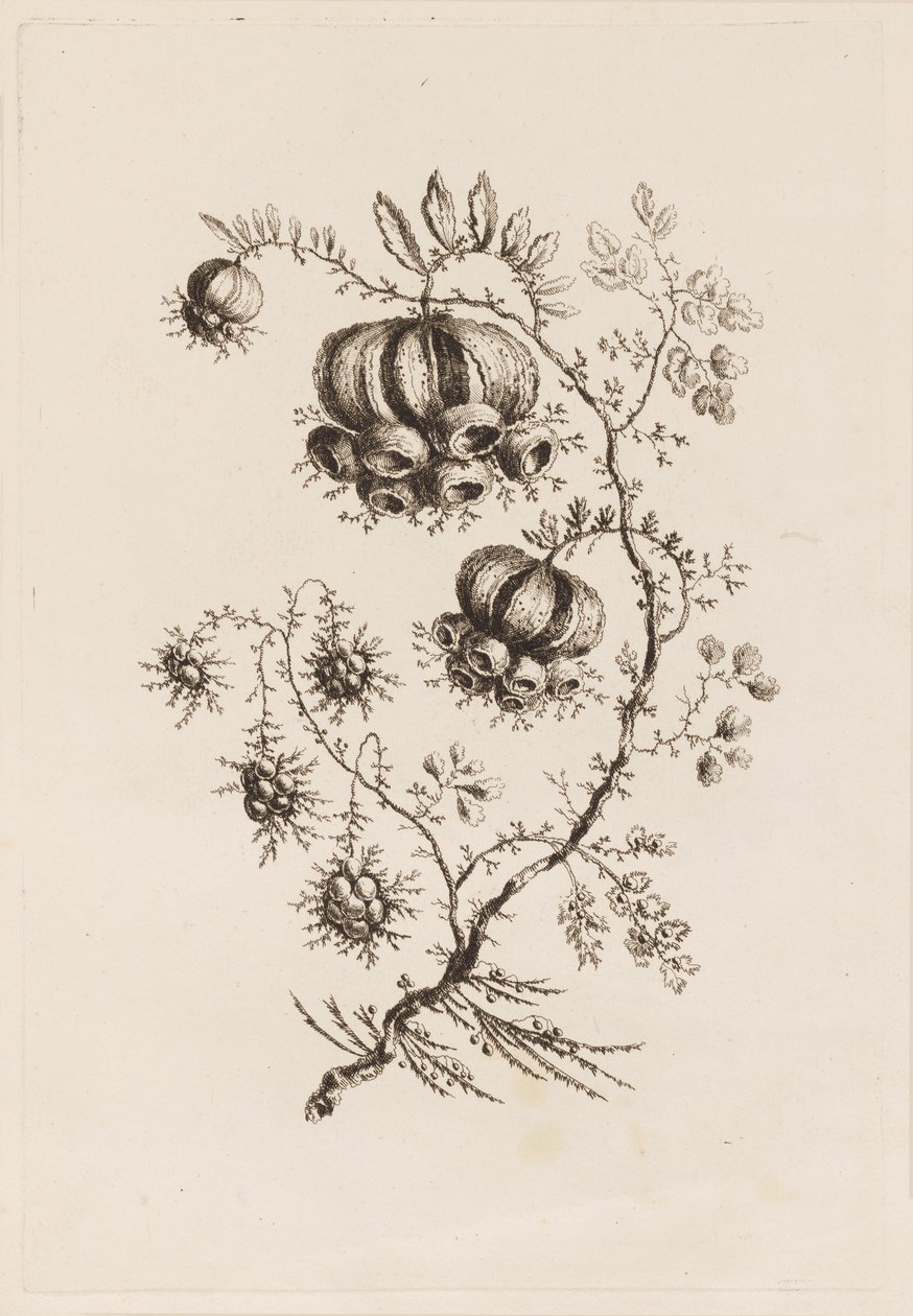 Kukkaoksa, "Fleures Persannes" tekijältä Jean Baptiste Pillement