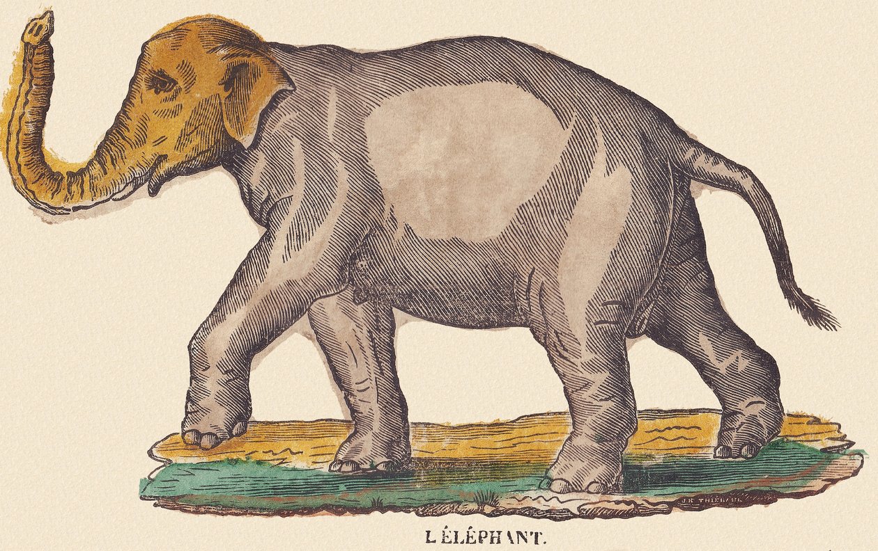Norsu, noin 1840-1852 (litografia). tekijältä Jean Baptiste Thiebault