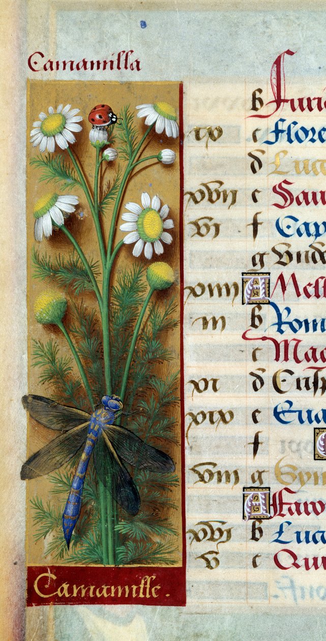 Kasvitieteellinen: kamomilla leppäkerttu ja sudenkorento. Miniatyyri Jean Bourdichonin (1457-1521) teoksesta "Les grandes Hours d
