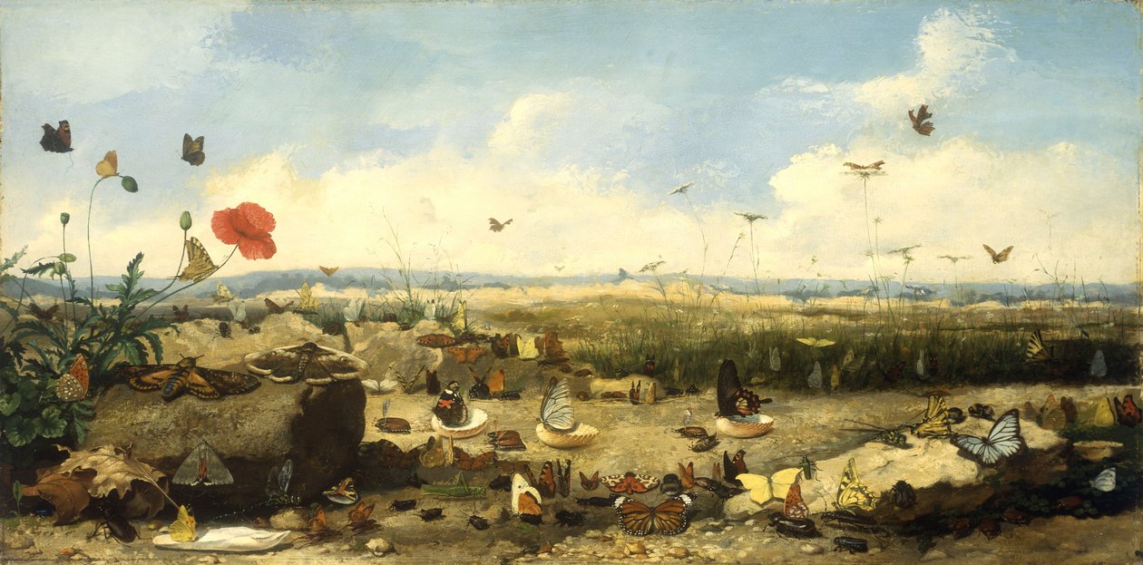 Perhosten rotu, 1872 tekijältä Jean Eugene Doneaud