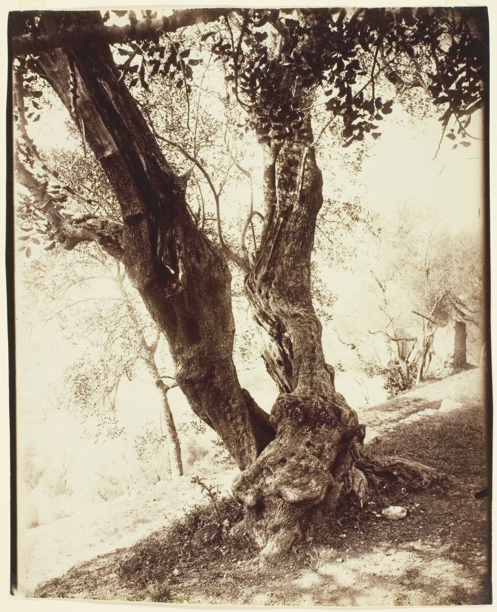Olivier, Nizza (Olive Tree, Nizza) tekijältä Jean Eugène Auguste Atget