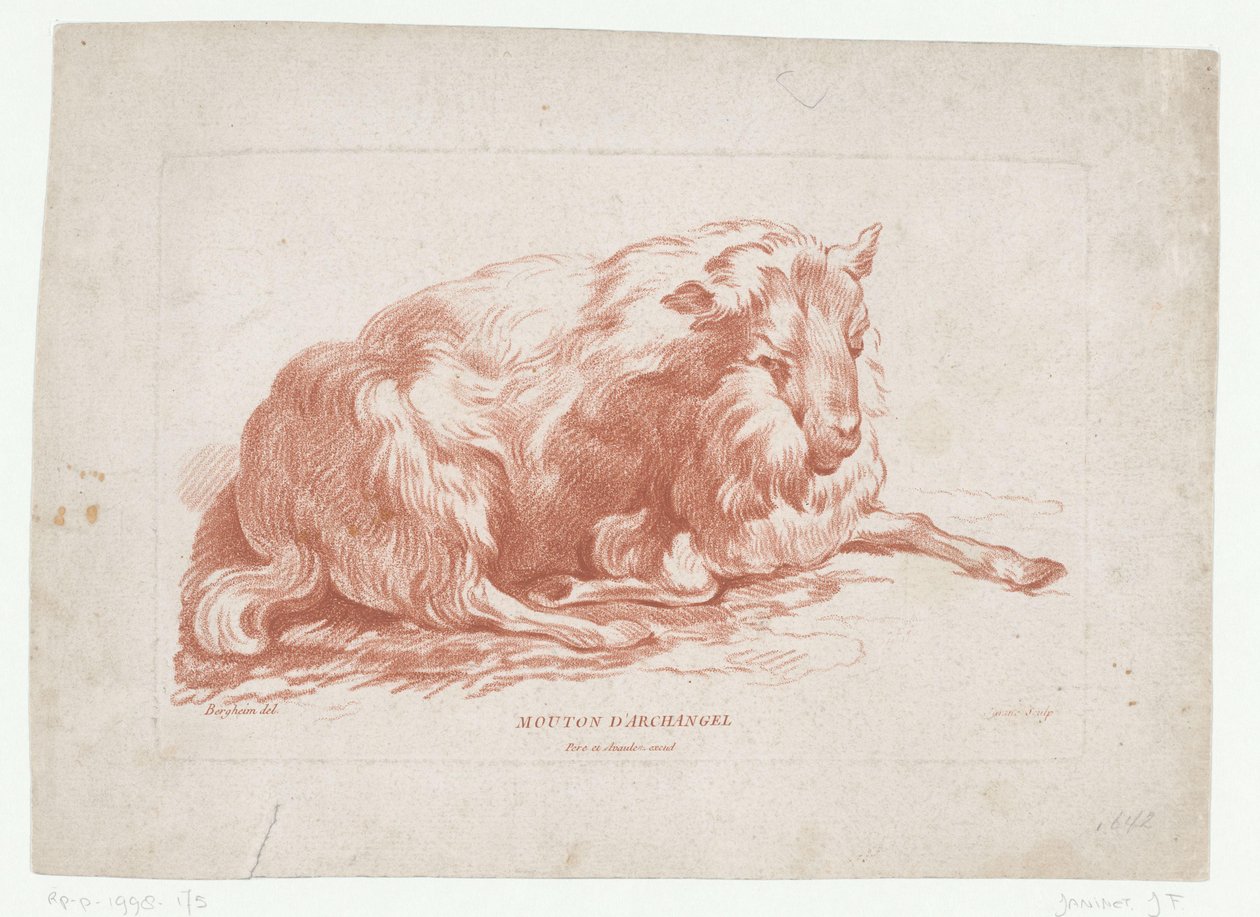 makaavia lampaita Mouton d