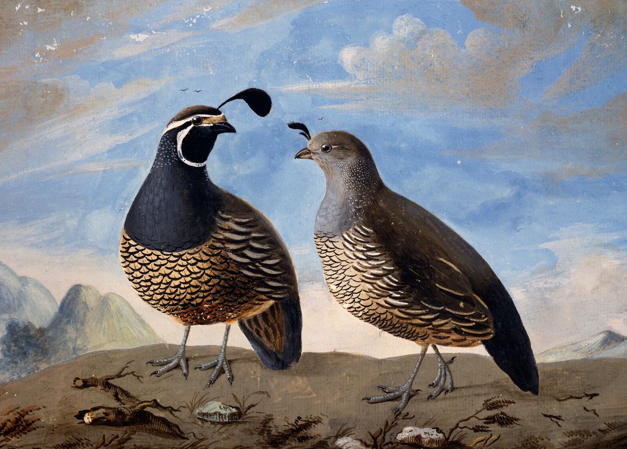 Kalifornian peltopyypari, Prevostin akvarelli, Jean-Francois de Galaup de La Perousen (1741-1788) minuuttien matkalta vuosina 1785-1788 tekijältä Jean Francois de Galaup de La Perouse