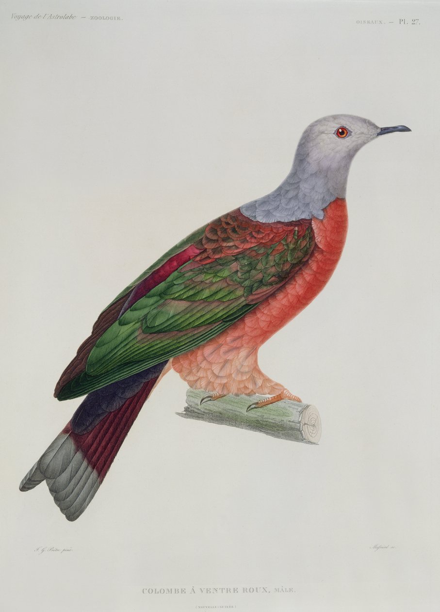 The Bleeding Heart Dove, kuvitus Dumond D