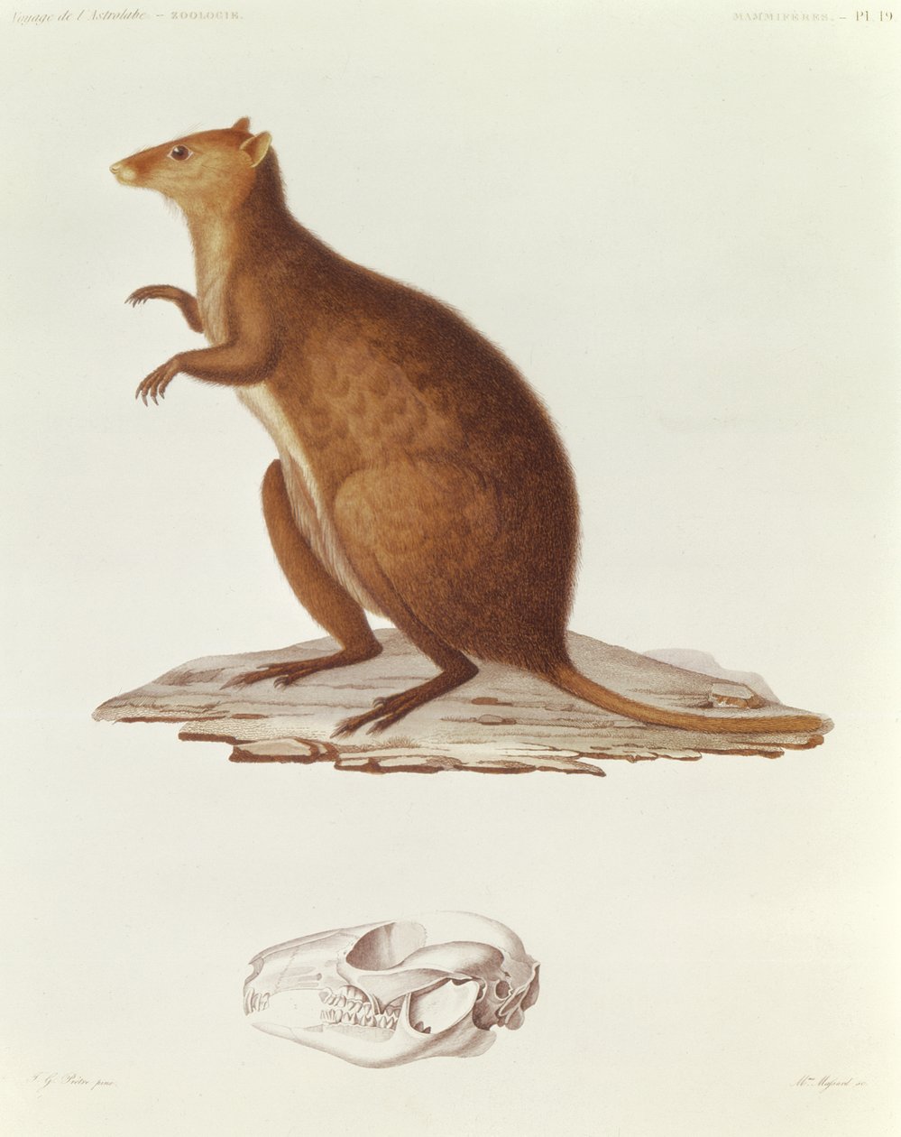 Wallaby tai lyhythäntäkenguru (setonix brachyrus) kuvitus teoksesta Voyage de la Corvette lAstrolabe Pendant les Annes 1826-29, kirjoittaja Jules Sebastien Cesar Dumont dUrville (1790-1842) 1830-35 (engr tekijältä Jean Gabriel Pretre