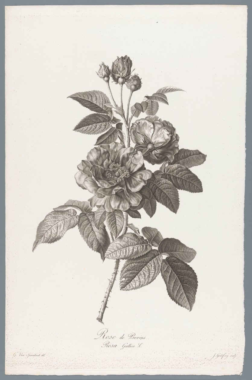 ranskalaiset roos Rose de Provins / Rosa Gallica L. (otsikko esineessä) Luonnosta piirrettyjä kukkia (...) (sarjan nimi) tekijältä Jean Godefroy